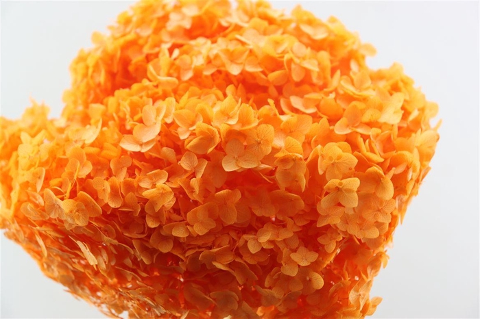 <h4>Pres Hydrangea Orange Bunch</h4>