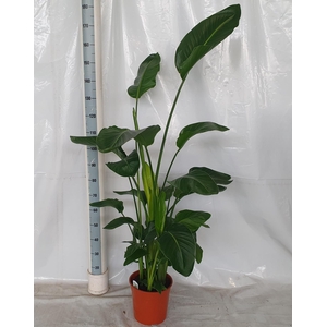 STRELITZIA NICOLAI