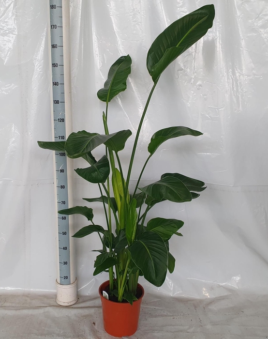 <h4>STRELITZIA NICOLAI</h4>