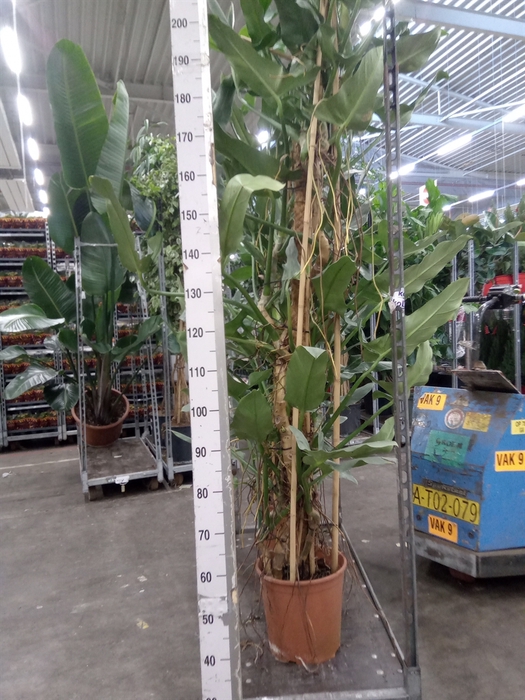 <h4>Philodendron   ...</h4>