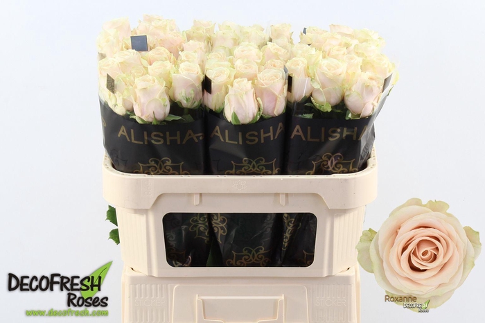 <h4>R Gr Roxanne</h4>