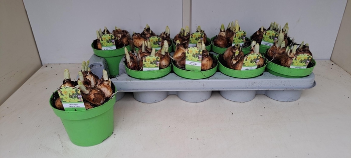 <h4>NARC O TETE A TETE</h4>