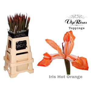 Iris Vip Hot Orange