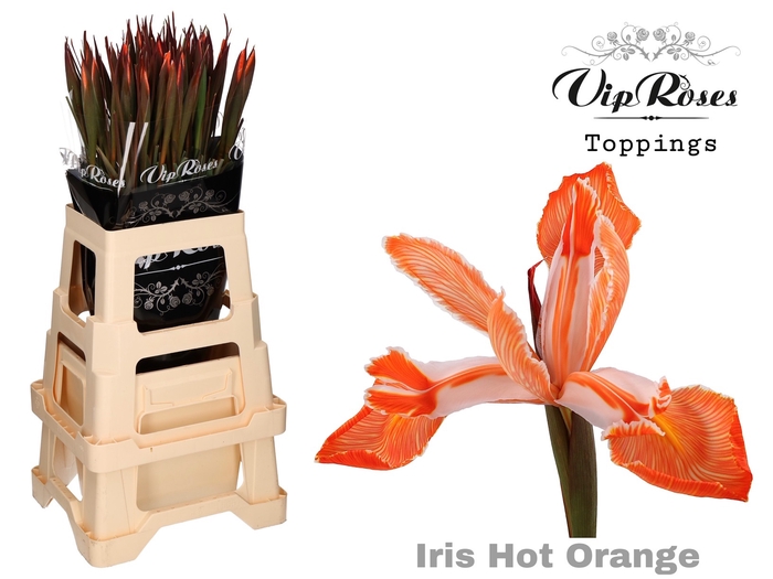 <h4>Iris Vip Hot Orange</h4>