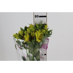 ALST. IPE 080 CM