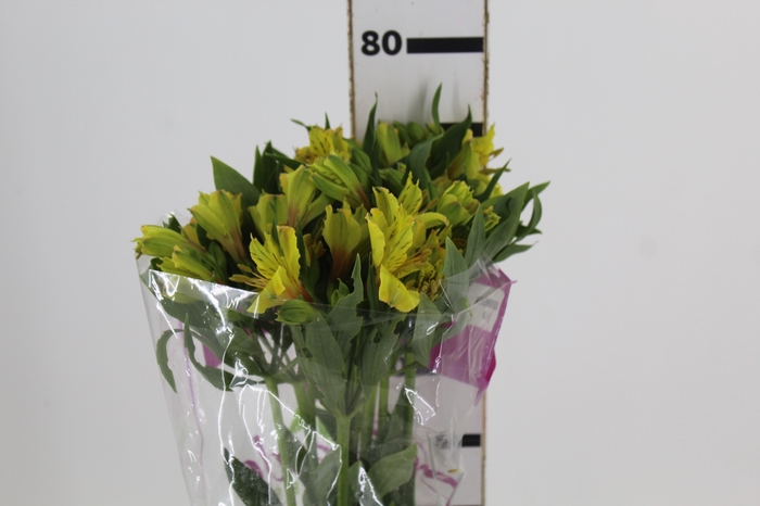 <h4>ALST. IPE 080 CM</h4>