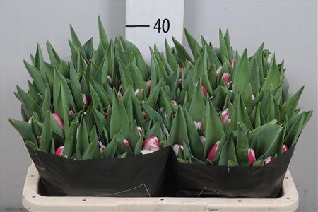 <h4>Tu En Crossover</h4>