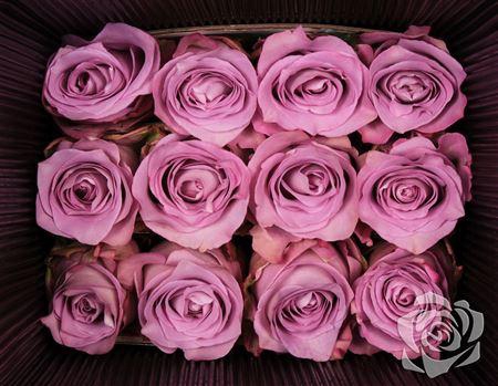 <h4>R Gr Mignon</h4>