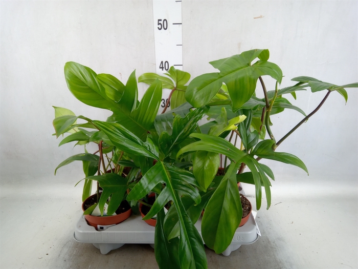 <h4>Philodendron   ...</h4>