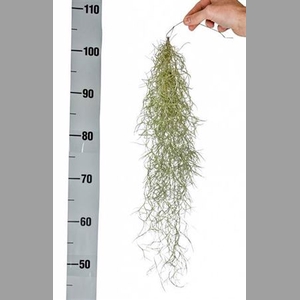 Tillandsia Usneoides X6