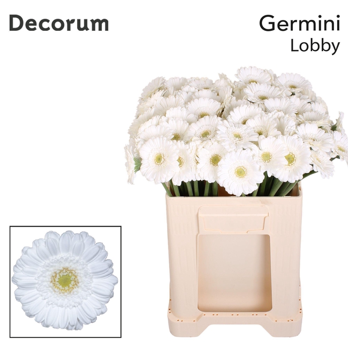 <h4>Germini Lobby Water</h4>