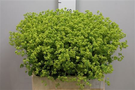 <h4>Alchemilla mollis 'Robustica'</h4>