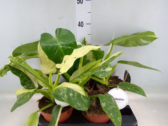 <h4>Philodendron   ...</h4>