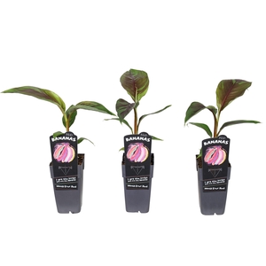 Musa sikkimensis 'Ever Red' P15