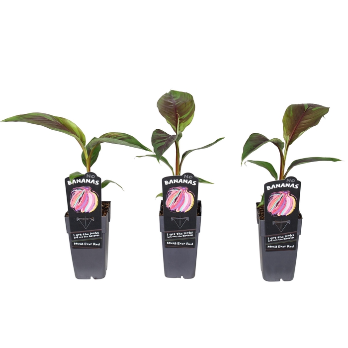 <h4>Musa sikkimensis 'Ever Red' P15</h4>