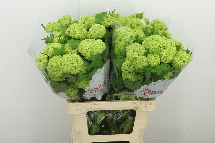<h4>Viburnum Roseum St 1+</h4>