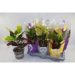 Codiaeum var. GR 'Excellent'