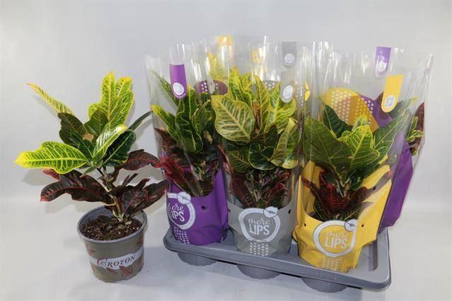 <h4>Codiaeum var. GR 'Excellent'</h4>