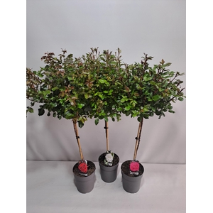 Roos op stam grootbloemig P23 80cm mix