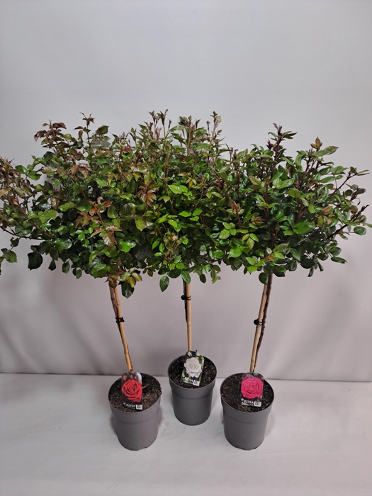 <h4>Roos op stam grootbloemig P23 80cm mix</h4>