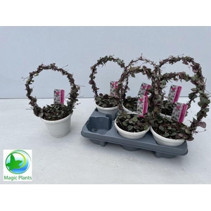 CEROPEGIA WOODII SUP