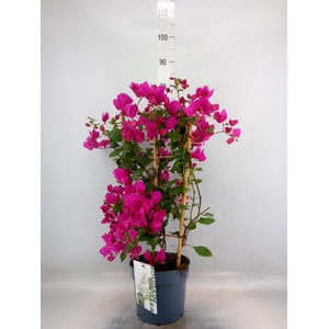 Bougainvillea  'Sanderiana'