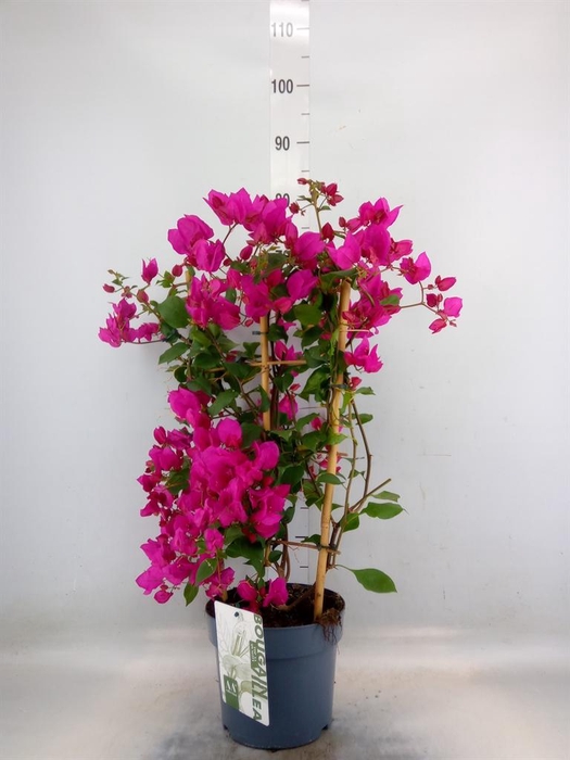 <h4>Bougainvillea  'Sanderiana'</h4>