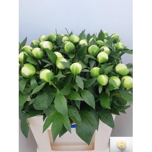 PAEO L DUCHES D NEMO