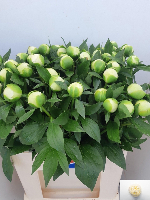 <h4>PAEO L DUCHES D NEMO</h4>