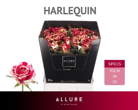 <h4>R GR HARLEQUIN</h4>