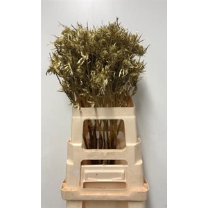 DROOG ERYNGIUM -GOLD