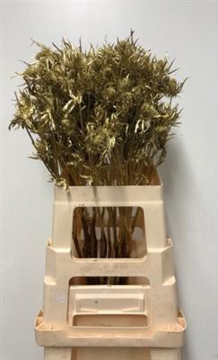 <h4>DROOG ERYNGIUM -GOLD</h4>