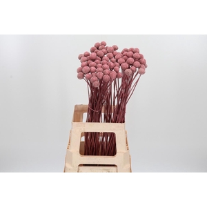 Craspedia Kl Bh Rose Goud Xl
