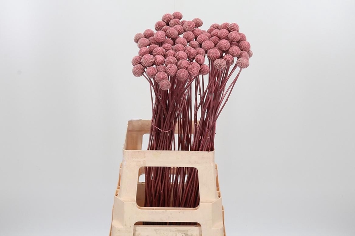 <h4>Craspedia Kl Bh Rose Goud Xl</h4>