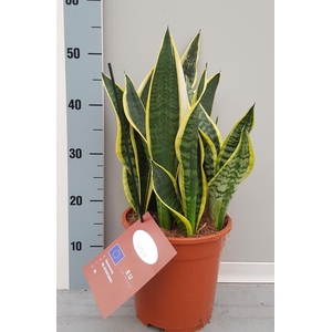 Sansevieria trifa. 'Laurentii'