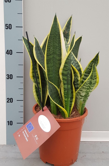 <h4>Sansevieria trifa. 'Laurentii'</h4>