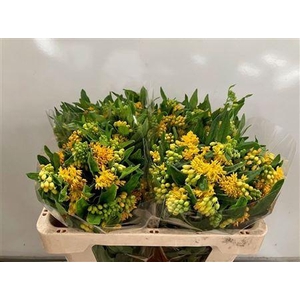 Asclepia Hello Yellow 50cm
