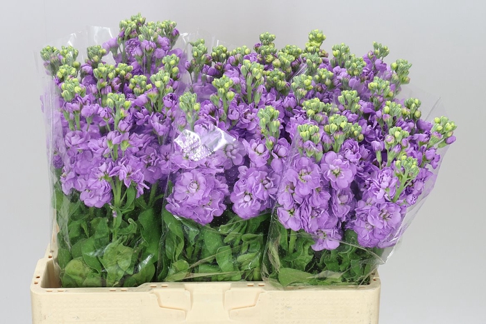 <h4>Matthiola Lavender</h4>