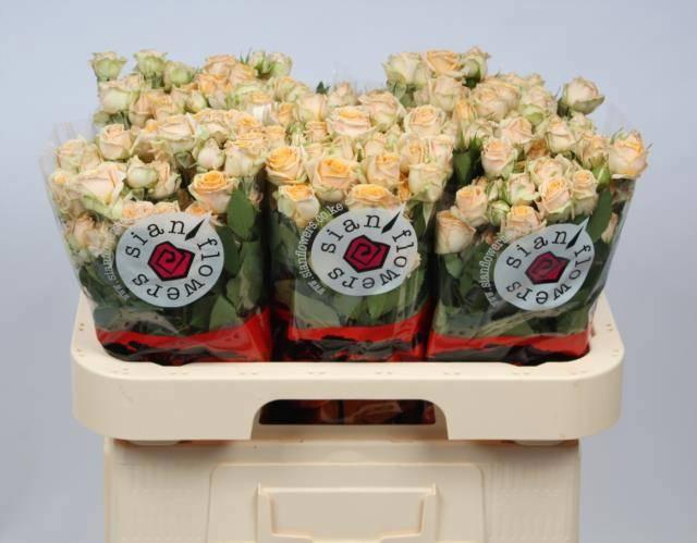 <h4>R TR TRINITY</h4>