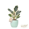 FICUS ELASTICA P12 TINEKE LEAF OCEAN