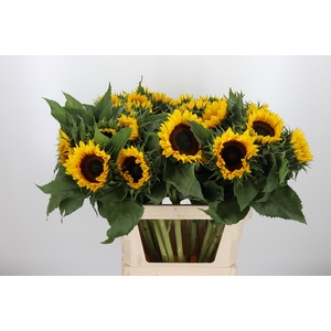 Helianthus Sunrich Orang