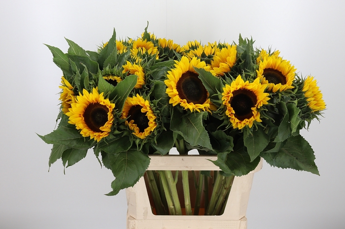 <h4>Helianthus Sunrich Orang</h4>