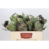 Protea Barbigera Snow Leopard Air