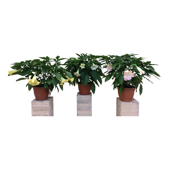 <h4>Brugmansia struik mix 33 cm</h4>