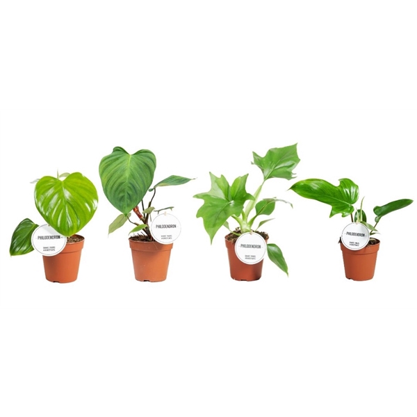 <h4>Philodendron Green Mix</h4>