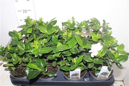 <h4>Gardenia Jasminoides 2-3 Bloemen</h4>