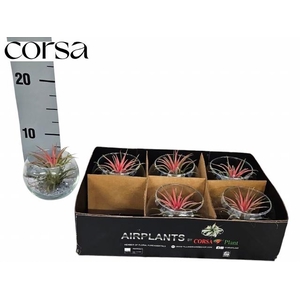 ARR TILLANDSIA