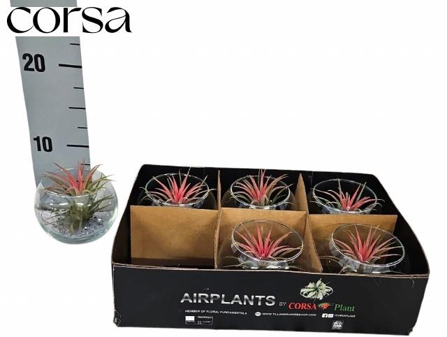 <h4>ARR TILLANDSIA</h4>