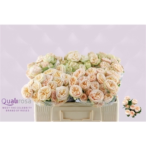 R Tr Gentle Trendsetter