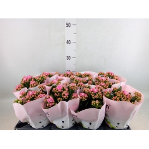 Kalanchoe blos.   ..rosebud